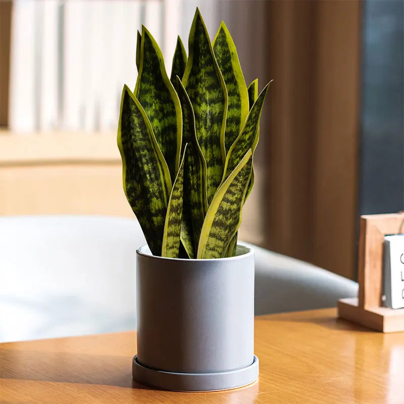 plantes artificielles sansevieria pour décoration extérieure moderne