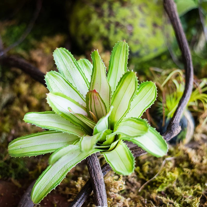 plantes succulentes artificielles toucher réel pour décoration intérieure