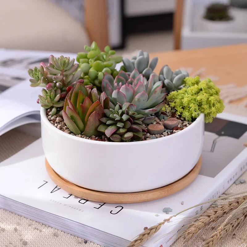 pot en céramique pour plantes succulentes avec plateau en bambou