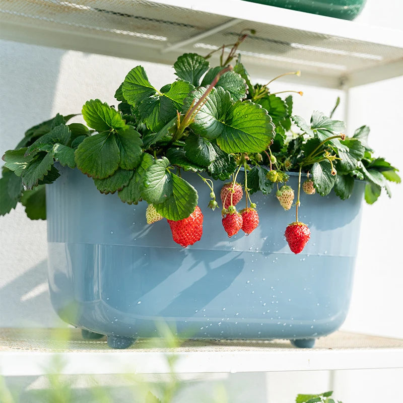 pot de fleurs en plastique pour cultiver des légumes