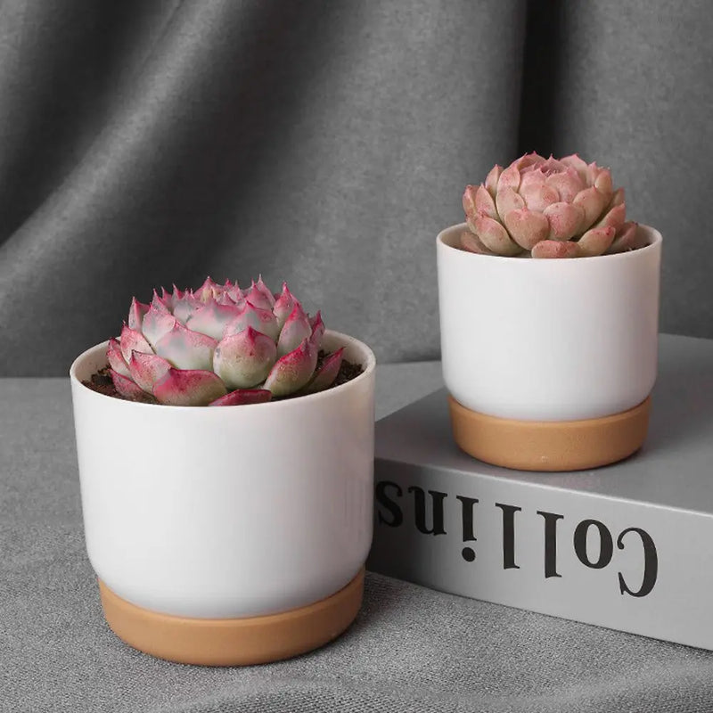 pot de fleurs automatique double couche pour plantes succulentes