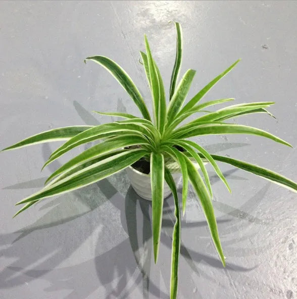 plantes artificielles chlorophytum décoratives pour intérieur sans pot