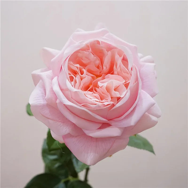 branche de rose artificielle pour un cadeau romantique et décoratif