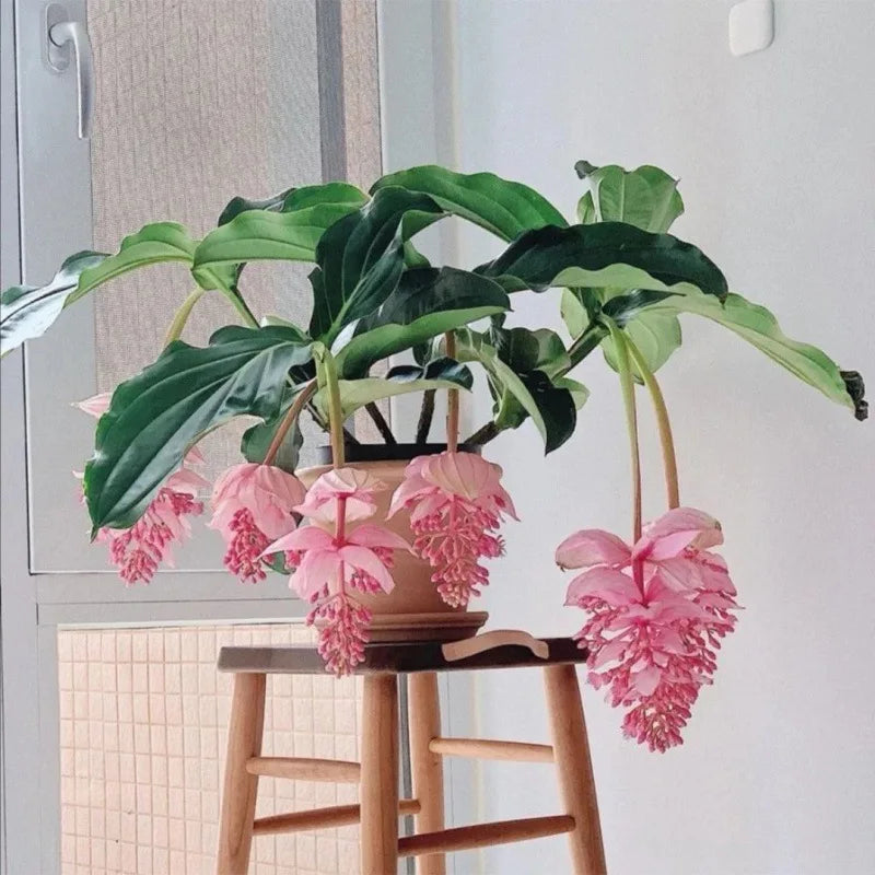 fleurs artificielles tropicales medinilla magnifica pour décoration intérieure