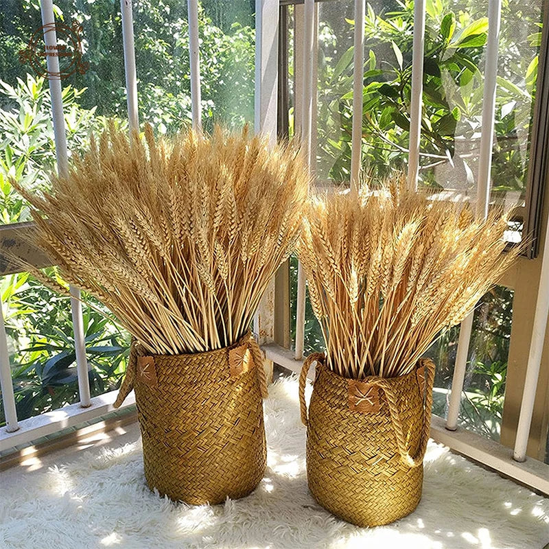 tiges de blé séchées naturelles pour décoration de fête et bouquet