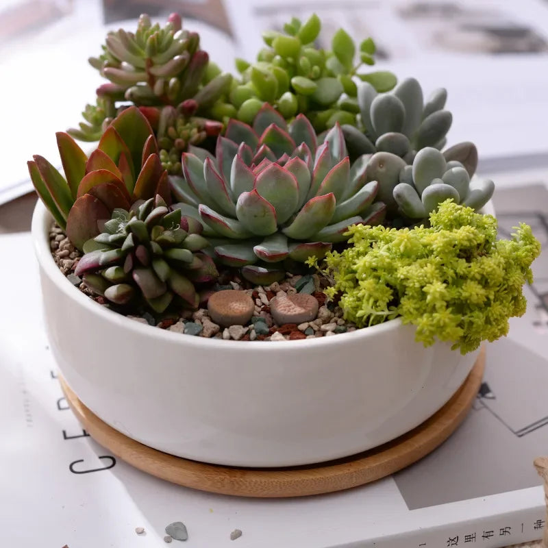 pot en céramique pour plantes succulentes avec plateau en bambou