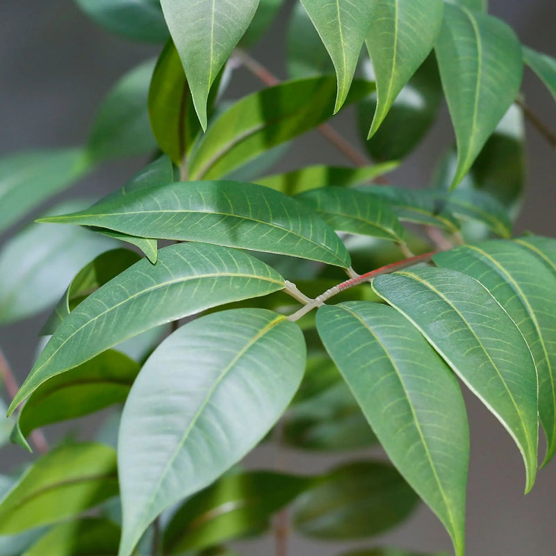 plantes artificielles grandes pour décoration intérieure et extérieure