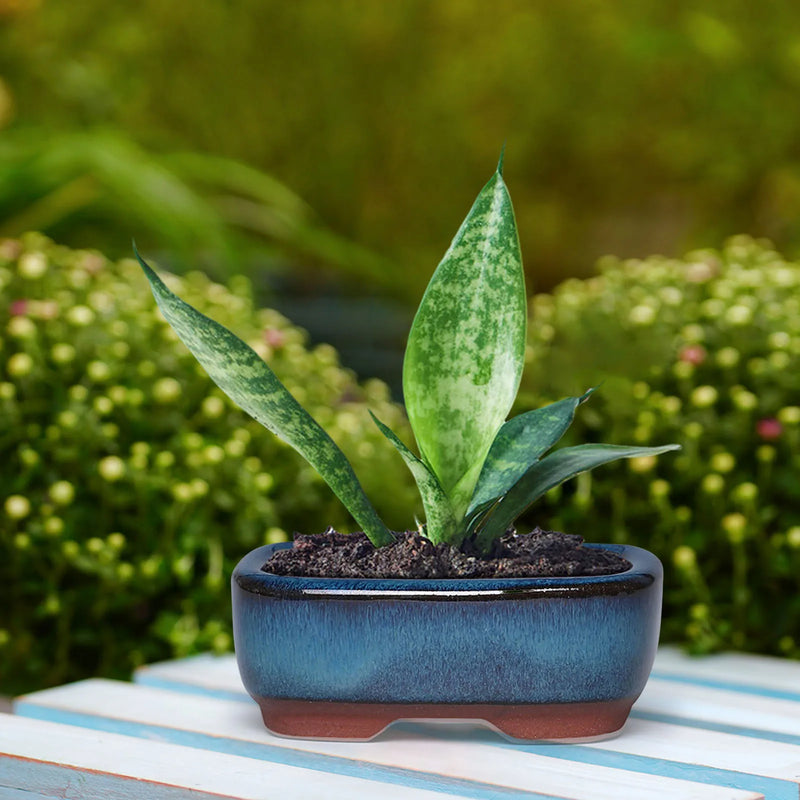 pot de fleurs en céramique pour succulentes élégantes et saines