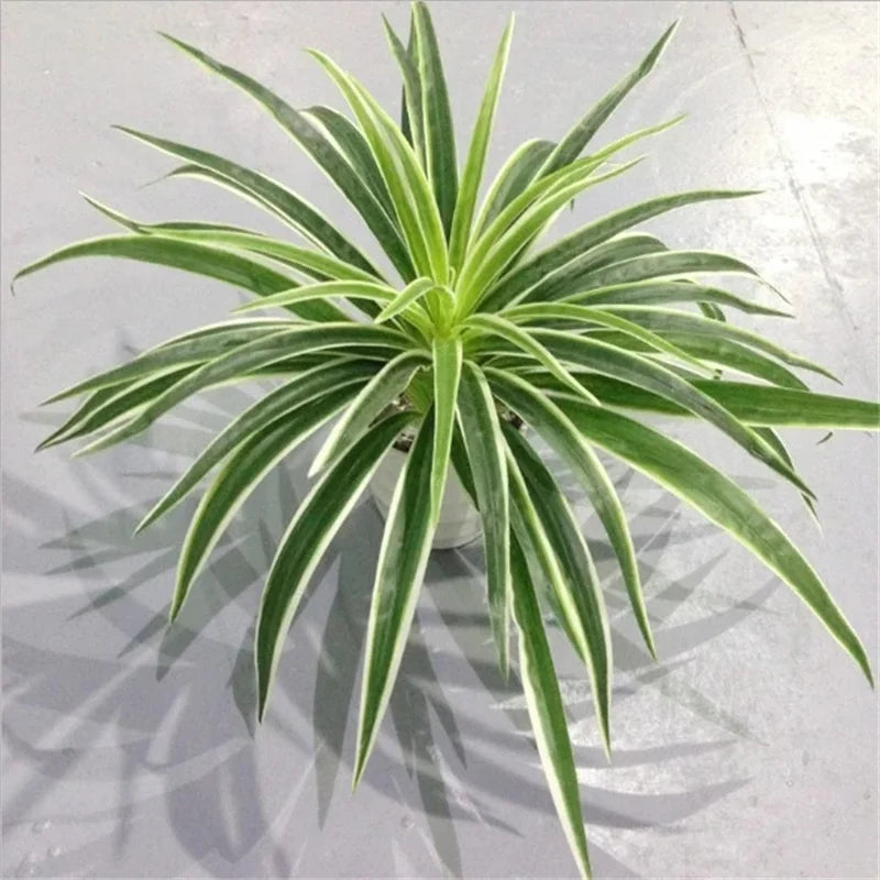 plantes artificielles chlorophytum décoratives pour intérieur sans pot