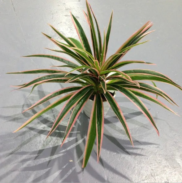 plantes artificielles chlorophytum décoratives pour intérieur sans pot