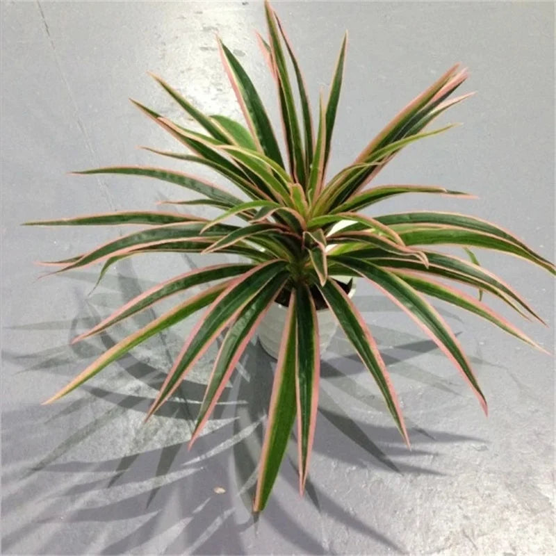 plantes artificielles chlorophytum décoratives pour intérieur sans pot