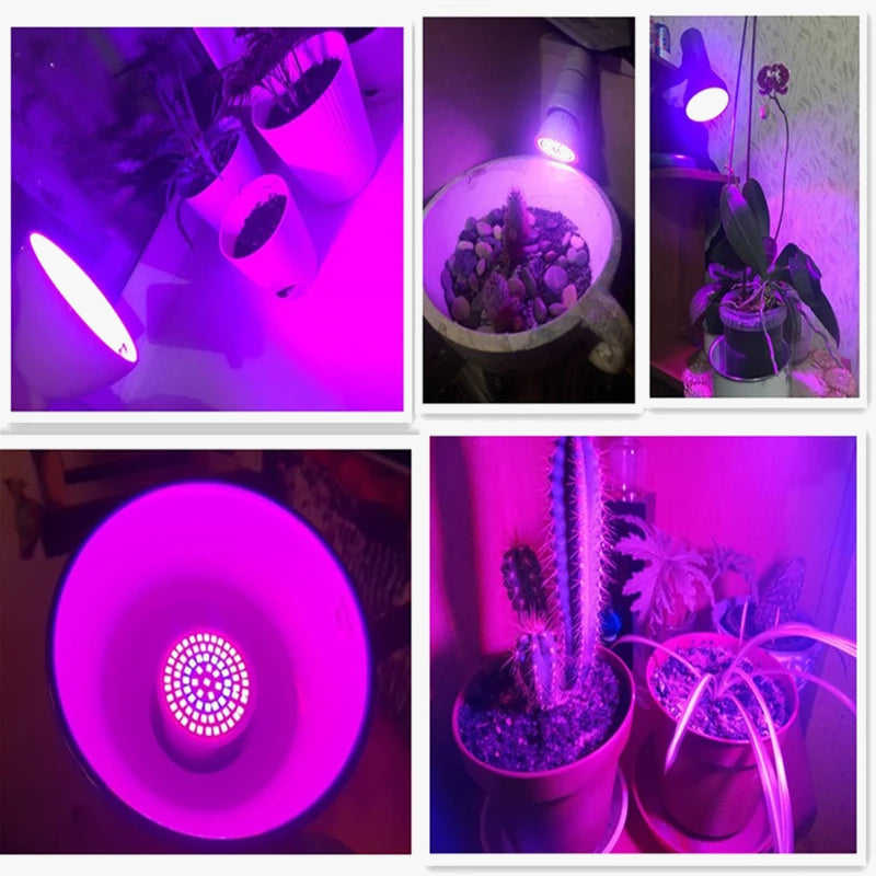 ampoule-led-spectre-complet-pour-plantes-d-int-rieur-et-hydroponie-4.png