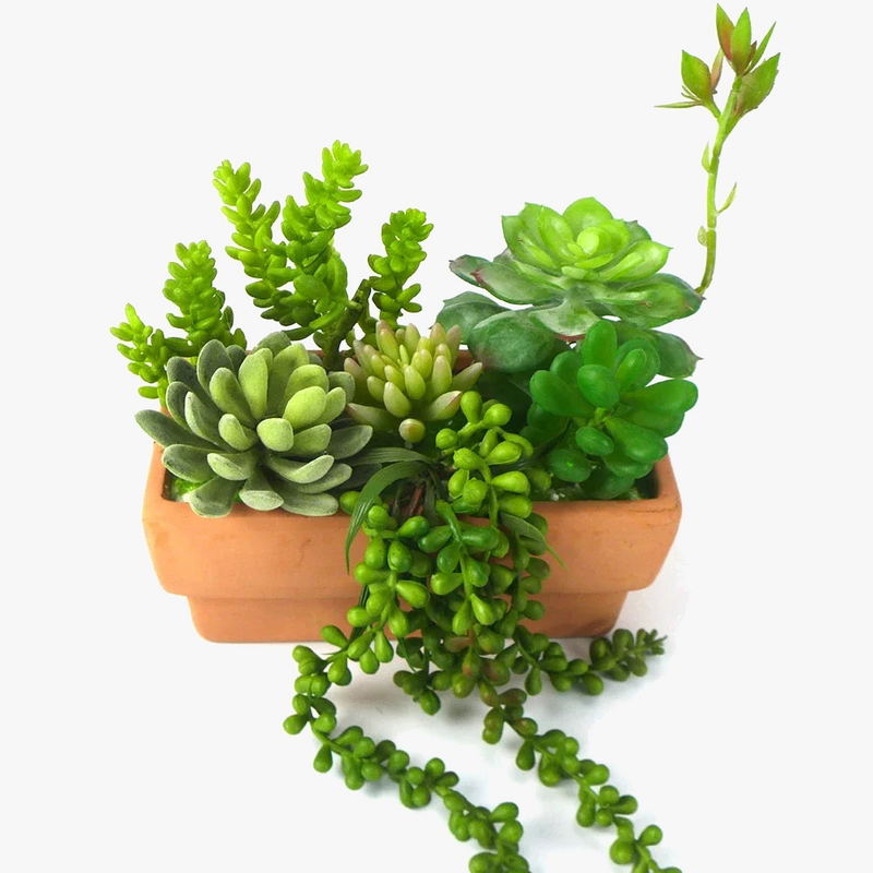 lot-de-6-plantes-succulentes-artificielles-pour-d-coration-et-bricolage-4.png